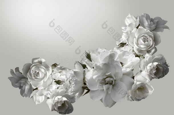 美丽的水平框架与一束白色玫瑰与雨滴。 黑白色调图像