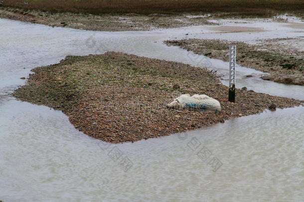 死羊靠河流，砾石，<strong>水位</strong>计。