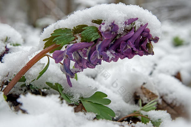 雪下的延胡索花