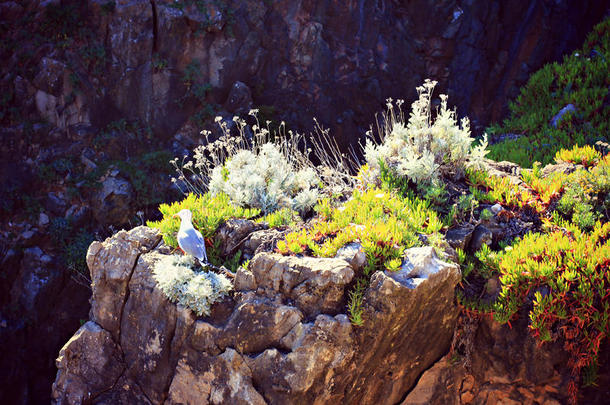 海边悬崖上的花和鸟