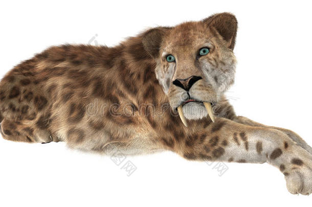 大猫Smilodon