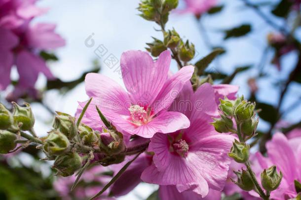 花园里美丽的粉红色冬青花