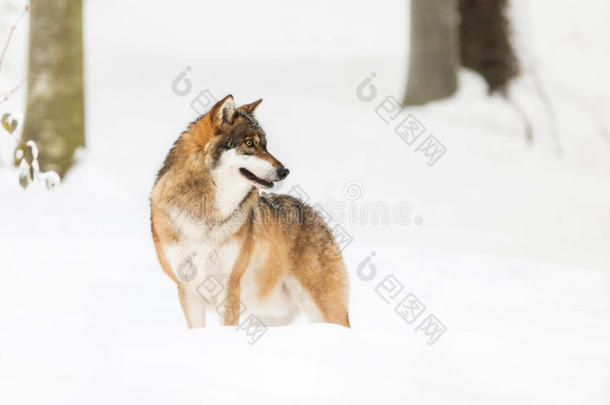 灰狼犬狼疮狼疮冬季