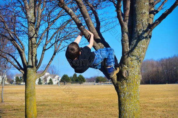 小男孩爬树