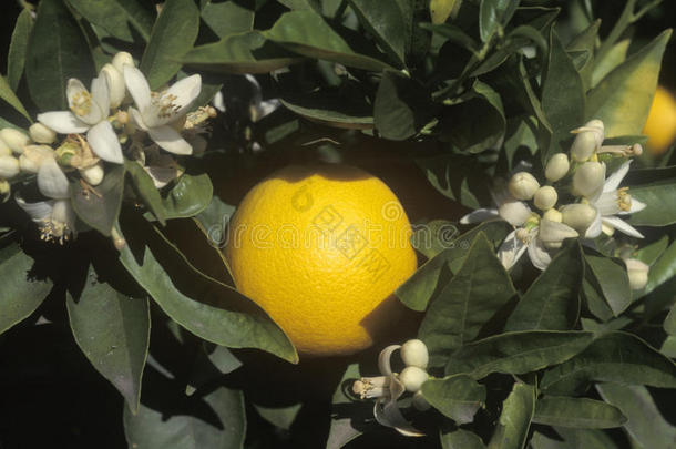 美国加州一棵橘子树上挂着橘子和花