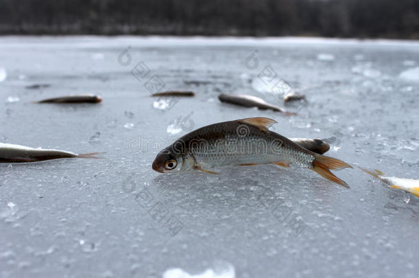 在冬天的冰中捕获的鱼