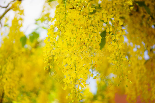 决明瘘花，金色花洒树，美丽的黄色流动