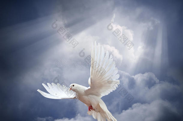 在蓝天背景上飞翔的白色鸽子