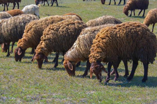 羊群在草地上放牧