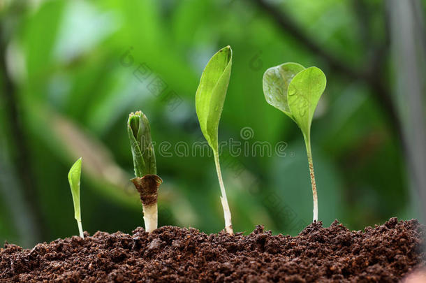 农业豆开始植物学芽