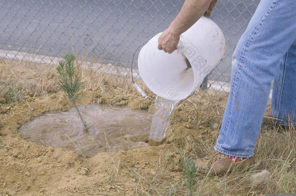 洛杉矶保育团清洁和绿色环境小组的一名成员浇灌了一棵由成员种植的树苗