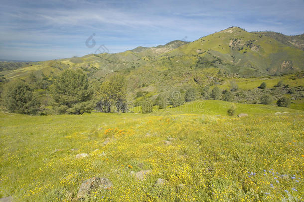 明黄色的花在菲格罗亚山的绿春山上，靠近圣伊内斯和洛斯奥利沃斯，加利福尼亚州