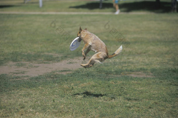 狗抓飞盘半空中的狗飞盘比赛，韦斯特伍德，洛杉矶，加利福尼亚州
