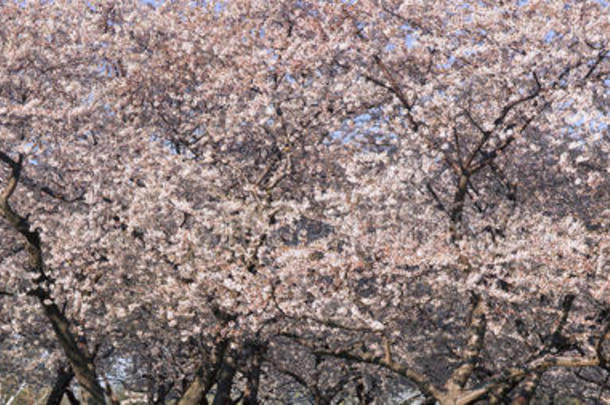 樱花盛开在春天，国家商场在华盛顿特区。