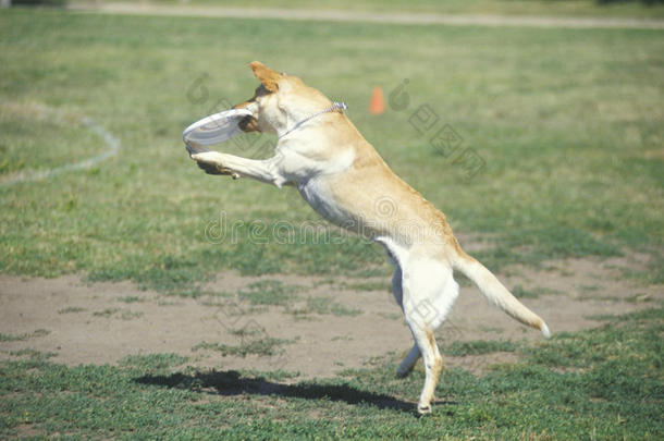 狗抓<strong>飞盘</strong>半空中的狗<strong>飞盘</strong>比赛，韦斯特伍德，洛杉矶，加利福尼亚州