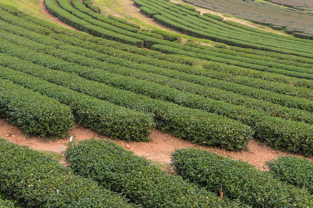 泰国北部山上的绿茶农场