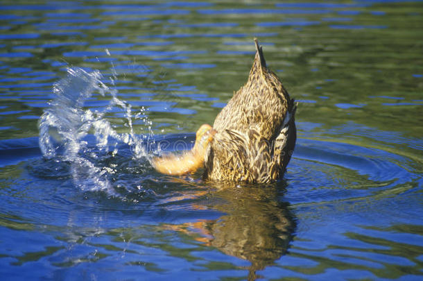 池塘上的鸭子，阿帕奇峡谷，圣达菲，nm
