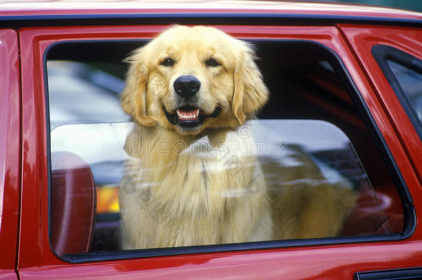 红色车窗里的狗，迈阿密，佛罗里达州