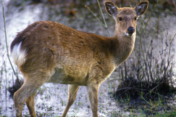 鹿在早上吃草，阿萨蒂格国家野生动物保护区，马里兰州