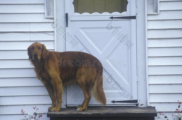狗站在门口