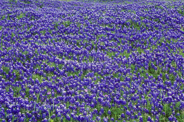 蓝帽田野盛开，春柳城市环路。 TX