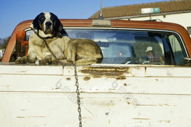 狗在卡车后面，北部，加州