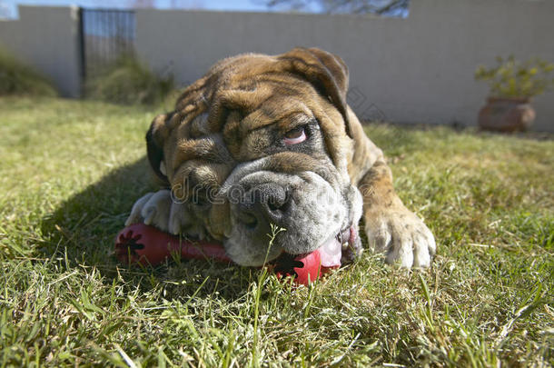 英国斗牛犬，红骨头，名叫卢卡，在塔克森，阿兹<strong>的</strong>后院玩耍