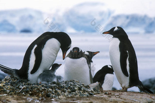 南极天堂港的罗凯里的Gentoo企鹅和小鸡(PygoscelisPapua