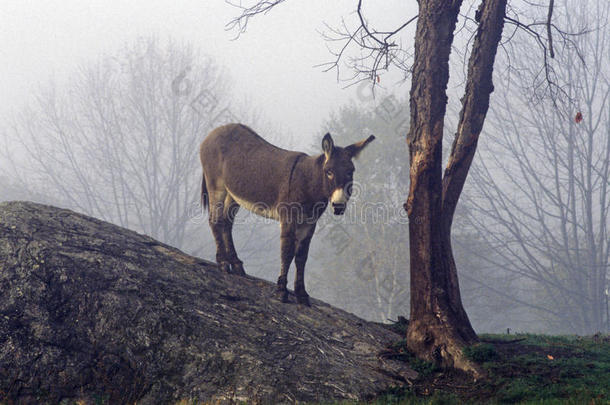 驴子在山上，在大巴林顿附近有一棵雾中的树