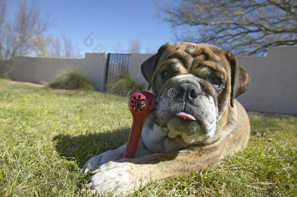 英国斗牛犬，红骨头，名叫卢卡，在塔克森，阿兹<strong>的</strong>后院玩耍