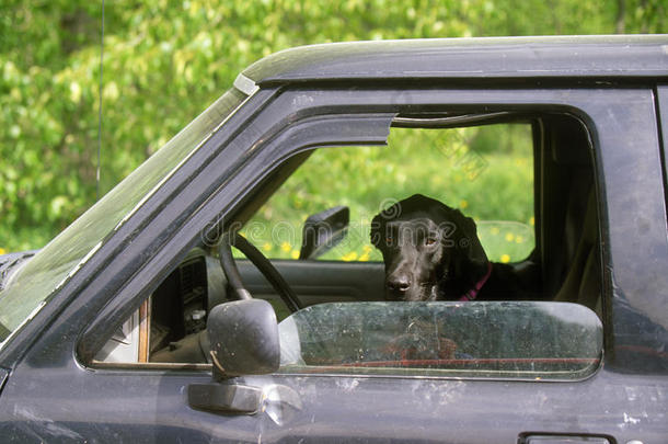卡车窗户里的黑色猎犬