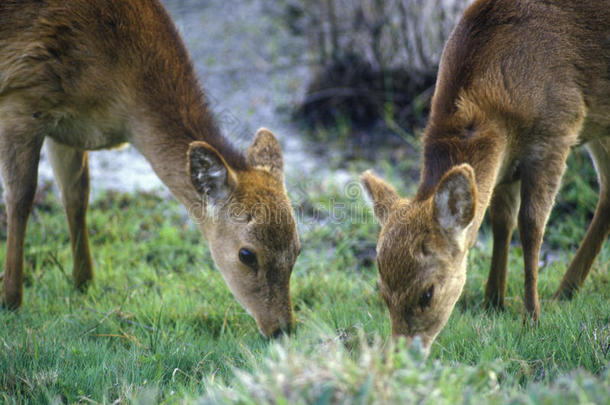 鹿在早上吃草，阿萨蒂格国家野生<strong>动物保护</strong>区，马里兰州