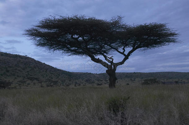 黄昏时，非洲肯尼亚利瓦<strong>水利</strong>的相思树