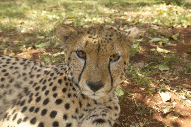 猎豹在肯尼亚内罗毕动物设施，肯尼亚，非洲在KWS肯尼亚野生动物服务