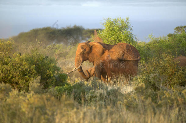 非洲<strong>大象</strong>在肯尼亚的茨沃国家公园洗澡