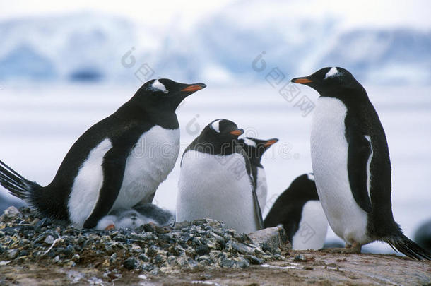 南极天堂港的罗凯里的Gentoo<strong>企鹅</strong>和小鸡(PygoscelisPapua