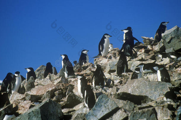 南极半月岛上的Chinstrap企鹅(Pygoscelisantarctica)，南极洲布兰斯菲尔德海峡