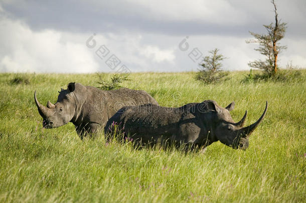 黑色犀牛在绿草中的莱瓦野生动物保护，肯尼亚北部，非洲