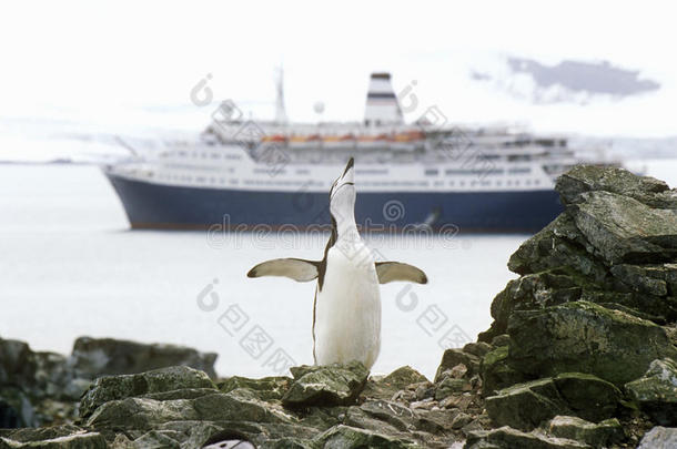 游轮马可波罗和中国企鹅(Pygoscelis南极)在半月岛，布兰斯菲尔德海峡，南极洲