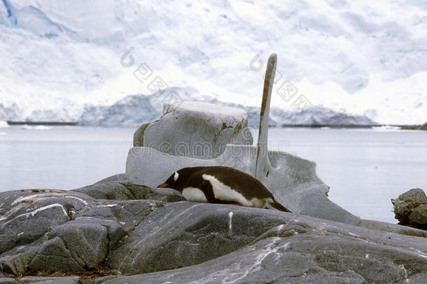 南极天堂港的Gentoo<strong>企鹅</strong>(PygoscelisPapua)和鲸鱼骨