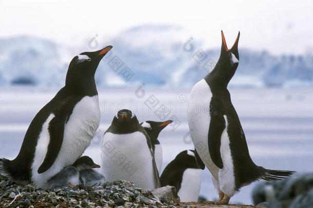 南极天堂港的罗凯里的Gentoo企鹅和小鸡(PygoscelisPapua