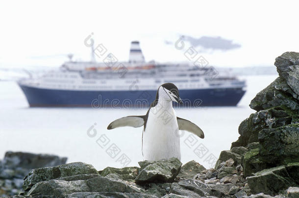 游轮马可波罗和中国<strong>企鹅</strong>(Pygoscelis南极)在半月岛，布兰斯菲尔德海峡，南极洲
