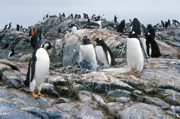 南极天堂港的罗凯里的Gentoo<strong>企鹅</strong>和小鸡(PygoscelisPapua