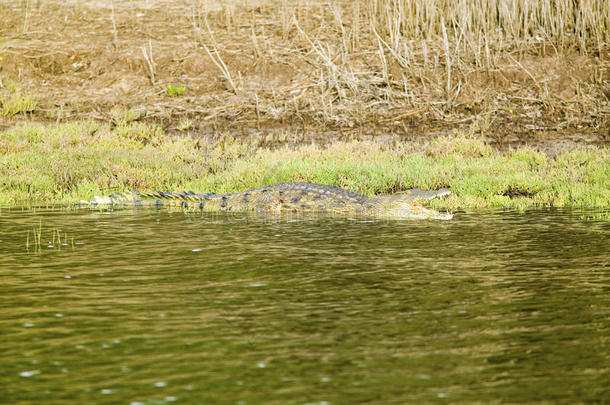 鳄鱼在更大的圣卢西亚湿地公园世界遗产遗址，圣卢西亚，南非