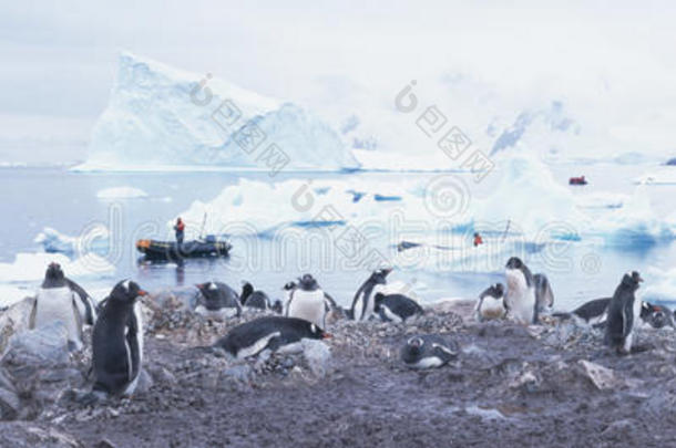 动物南极洲身体寒冷的颜色
