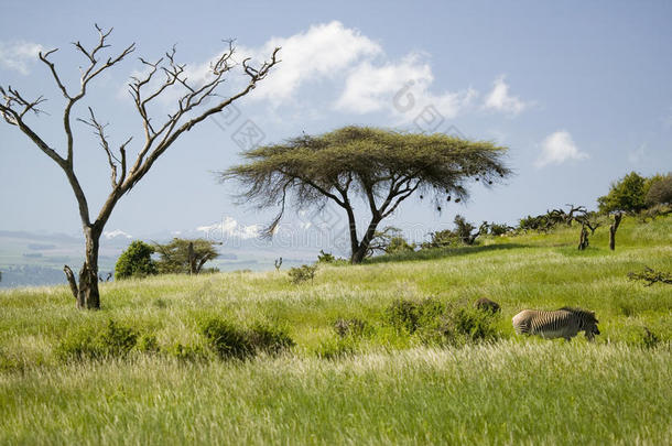 常见的斑马和相思树和绿草与MNT。 <strong>肯尼亚</strong>背景，<strong>肯尼亚</strong>北部，非洲
