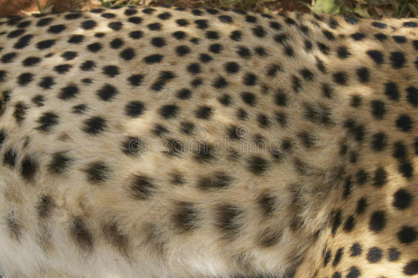 猎豹在肯尼亚内罗毕动物设施，肯尼亚，非洲在KWS肯尼亚野生动物服务