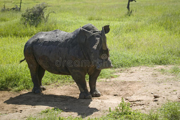 濒危白犀牛在莱瓦野生动物保护，肯尼亚北部，非洲