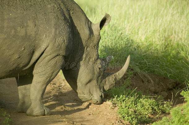 濒危白犀牛在莱瓦野生动物保护，肯尼亚北部，非洲