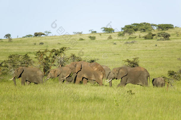 在莱瓦野生<strong>动物保护</strong>的绿草中的大象家族，肯尼亚北部，非洲